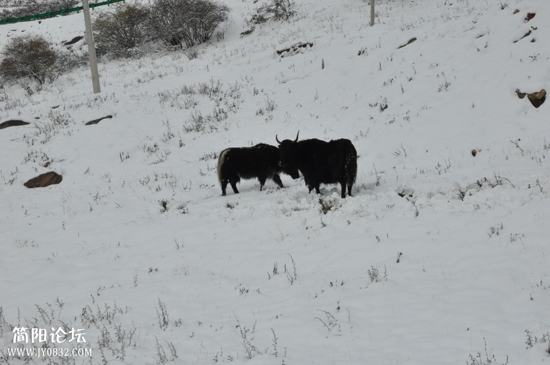 DSC_0619.jpg