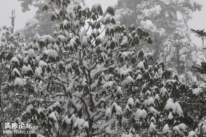 DSC_0655.jpg