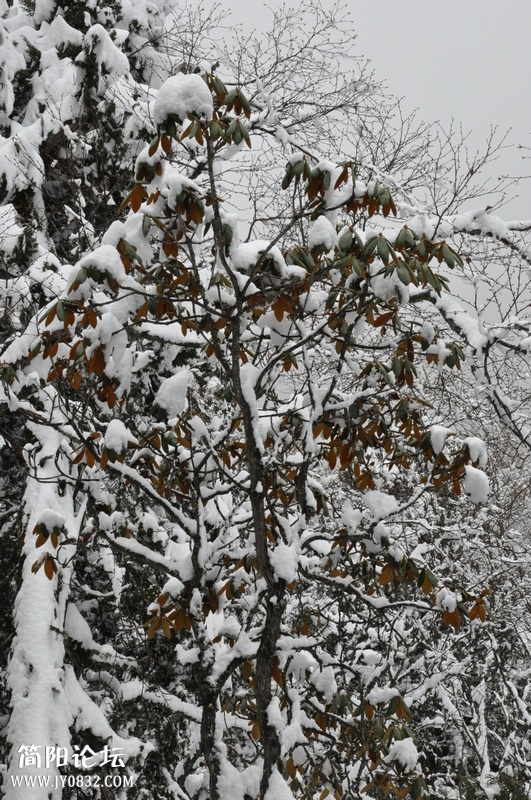 DSC_0661.jpg