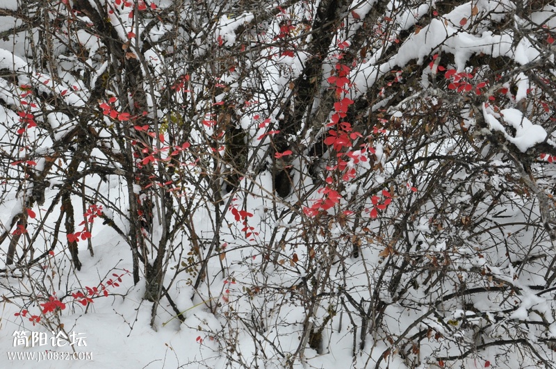 DSC_0797.jpg