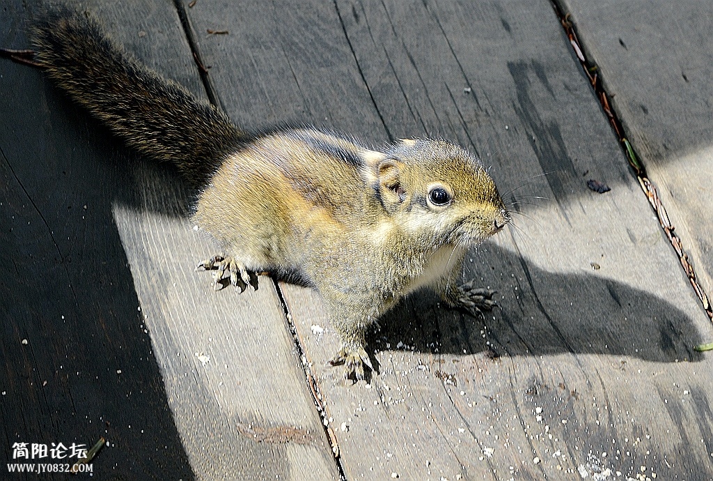 DSC_2833_副本.jpg