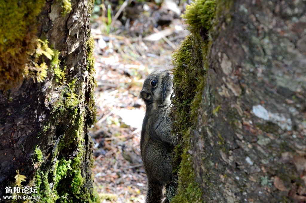 DSC_2834_副本.jpg