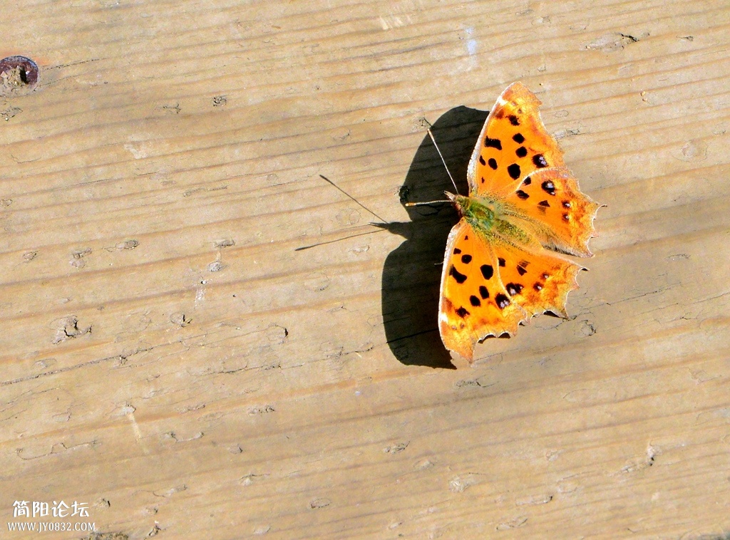 DSC_2837_副本.jpg