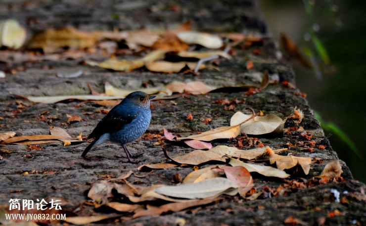 DSC_0526.jpg
