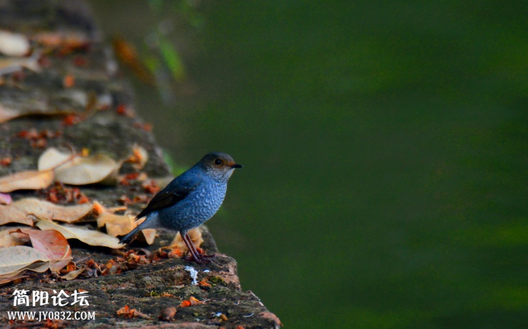 DSC_0527.jpg