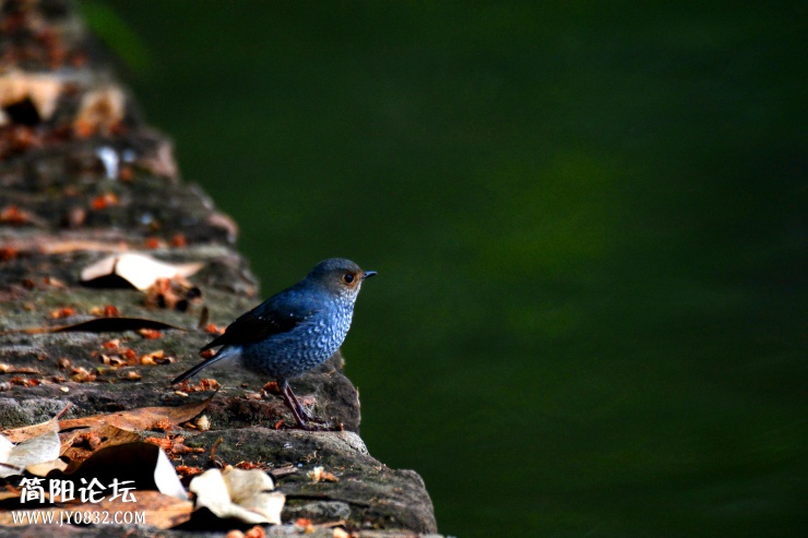 DSC_0534.jpg