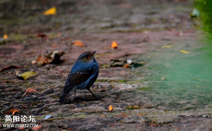 DSC_0539.jpg
