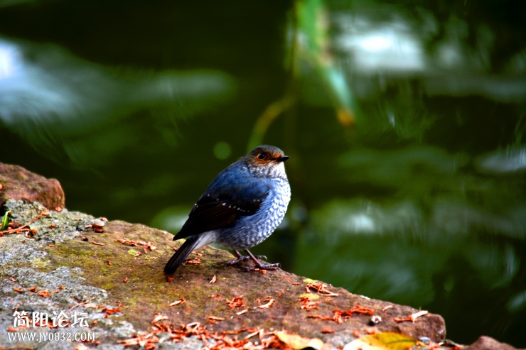 DSC_0686.jpg