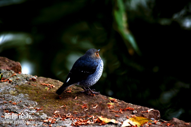 DSC_0687.jpg