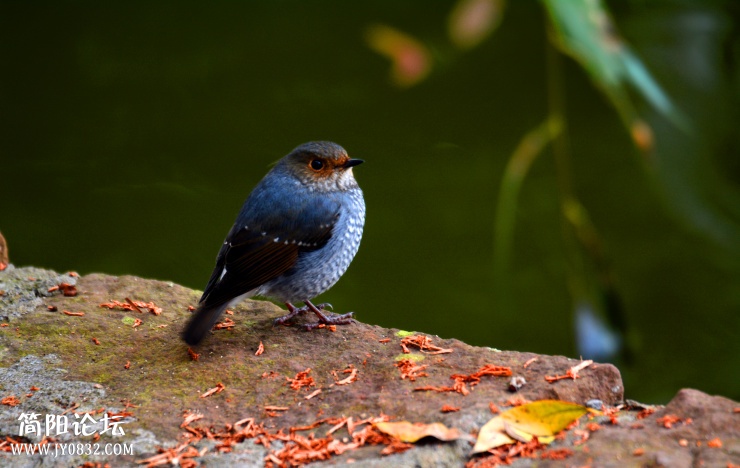 DSC_0689.jpg