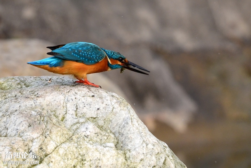 DSC_9615.jpg
