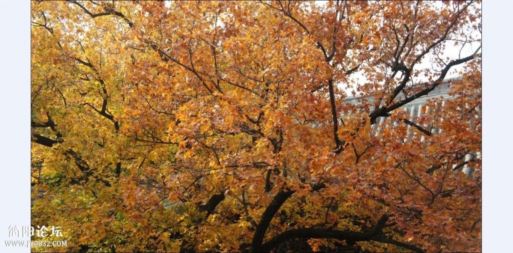 香山红叶 (2).jpg