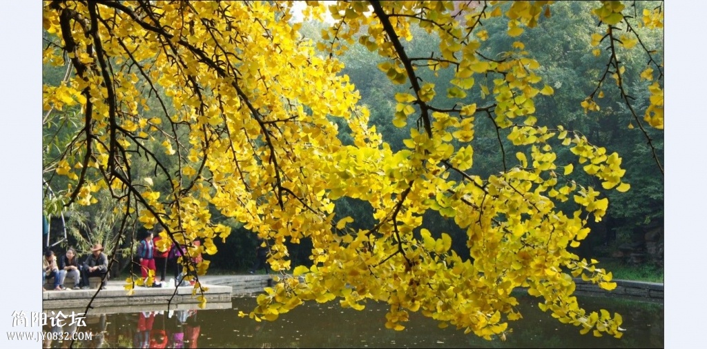 香山红叶 (7).jpg