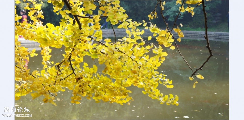 香山红叶 (8).jpg