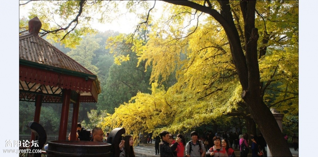 香山红叶 (9).jpg
