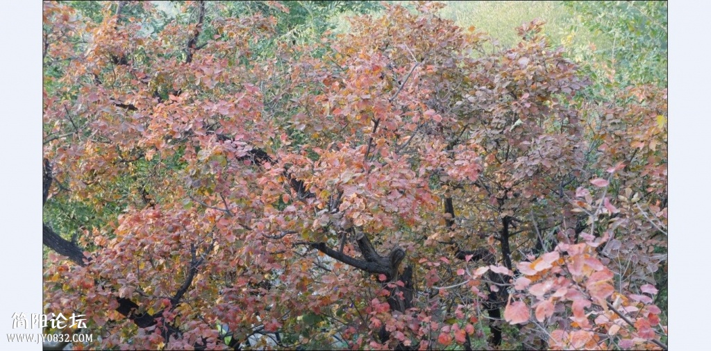 香山红叶 (22).jpg
