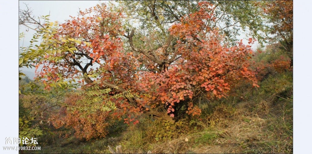 香山红叶 (23).jpg