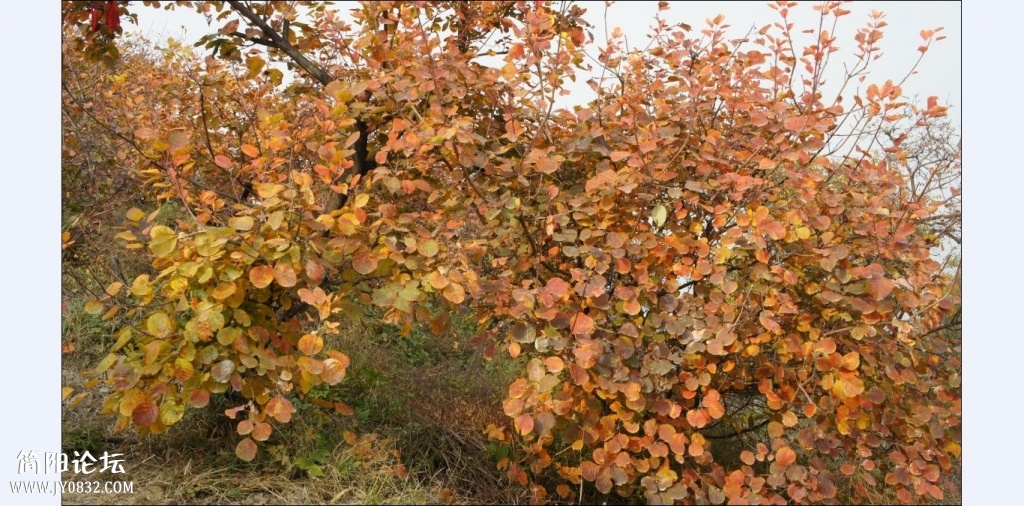 香山红叶 (24).jpg