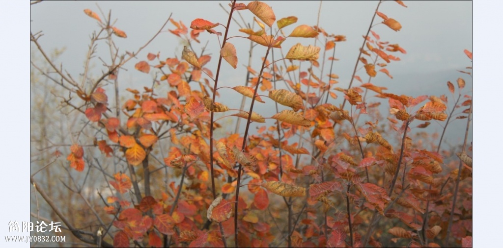 香山红叶 (26).jpg