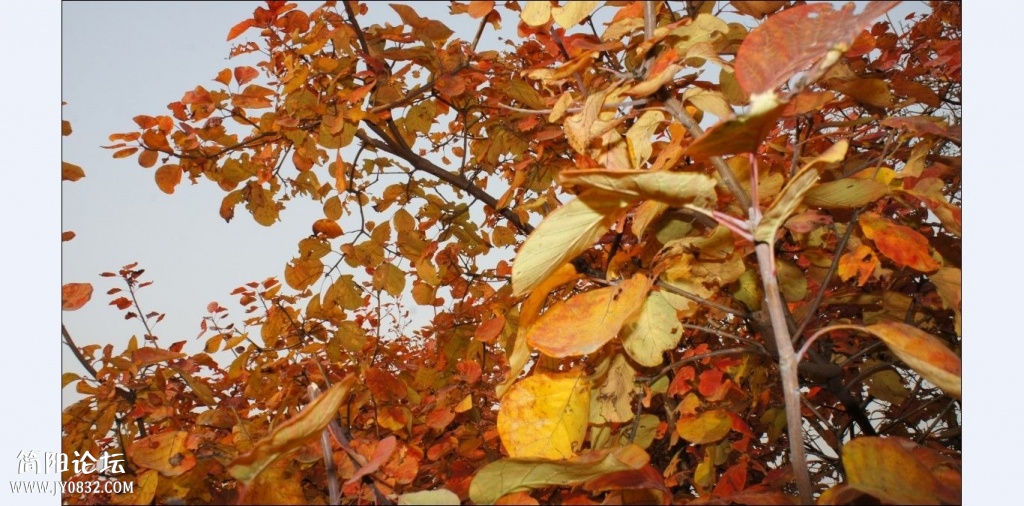 香山红叶 (29).jpg