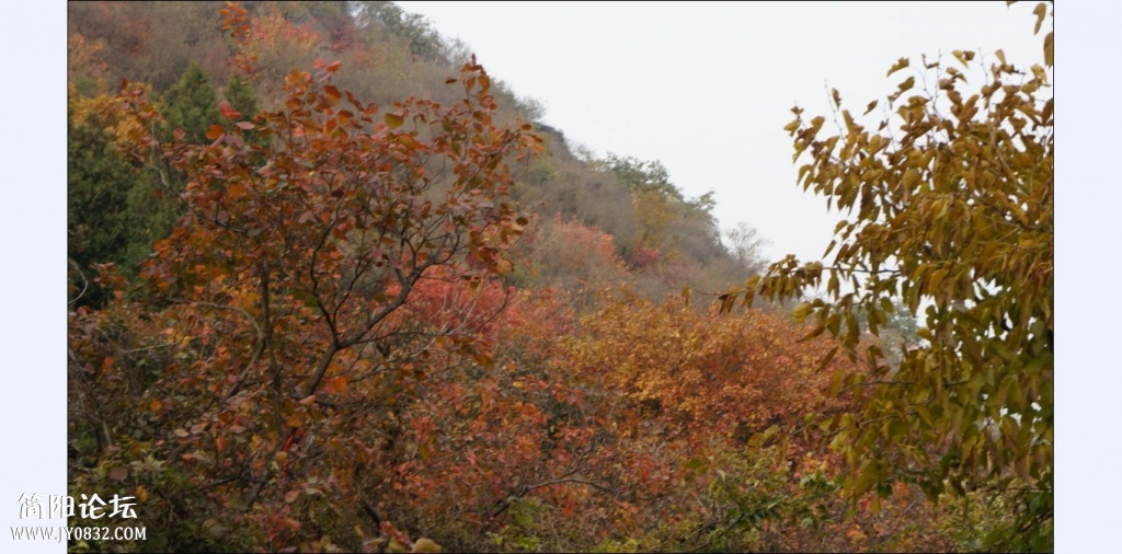 香山红叶 (31).jpg