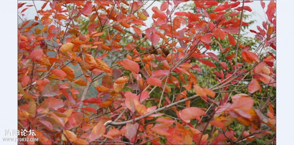 香山红叶 (33).jpg