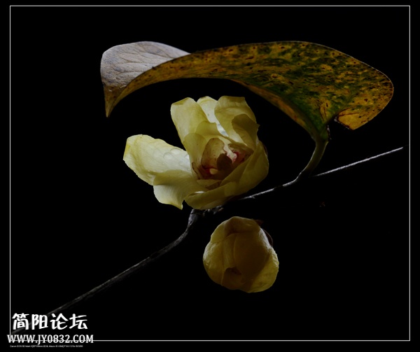 IMG_4936d.jpg