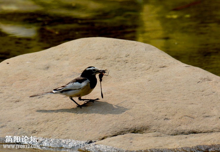 DSC_0465.jpg