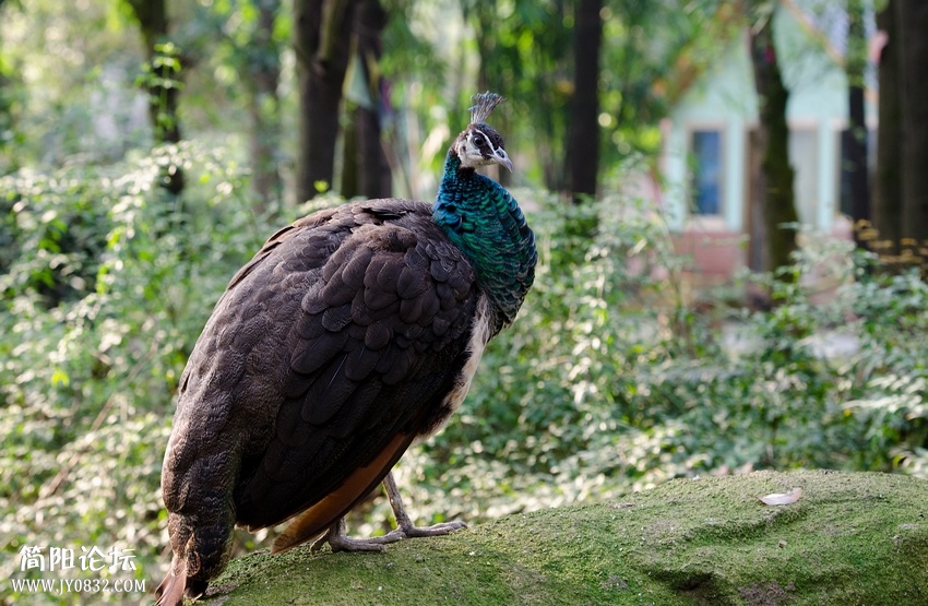 DSC_8638.jpg