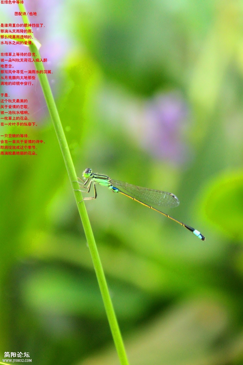 1389174997-9916等待的豆娘.jpg