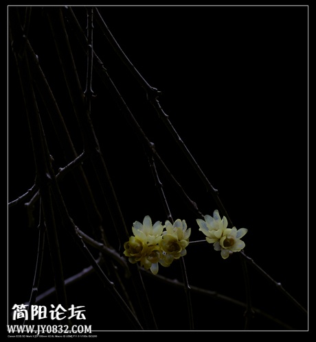 IMG_6574o.jpg
