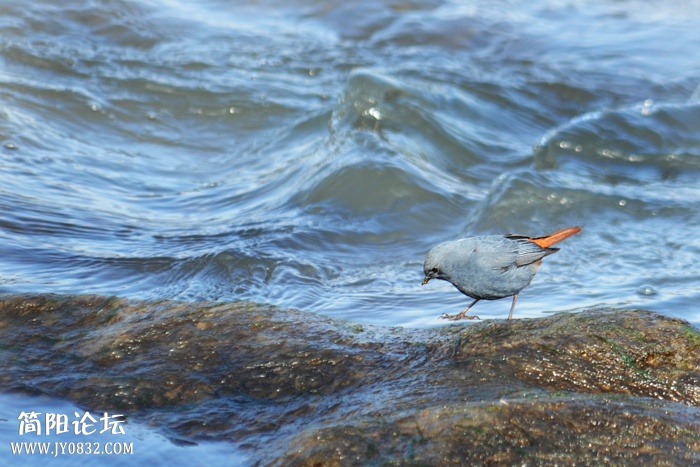 红尾水鶋.jpg