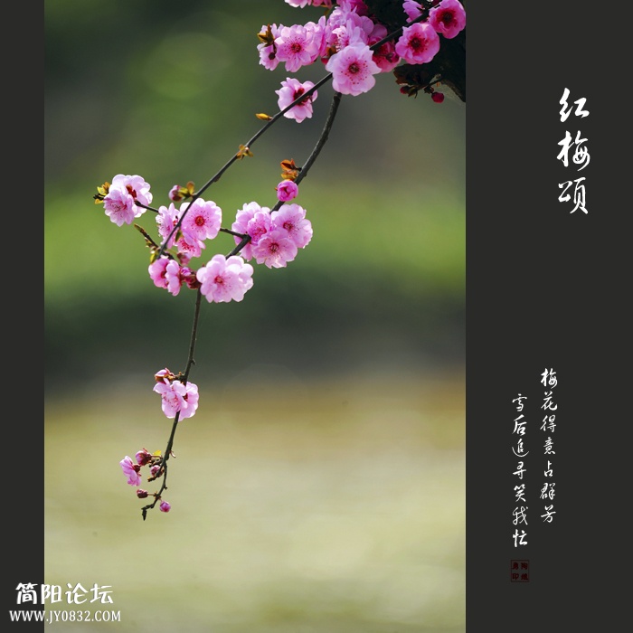 红梅颂.jpg