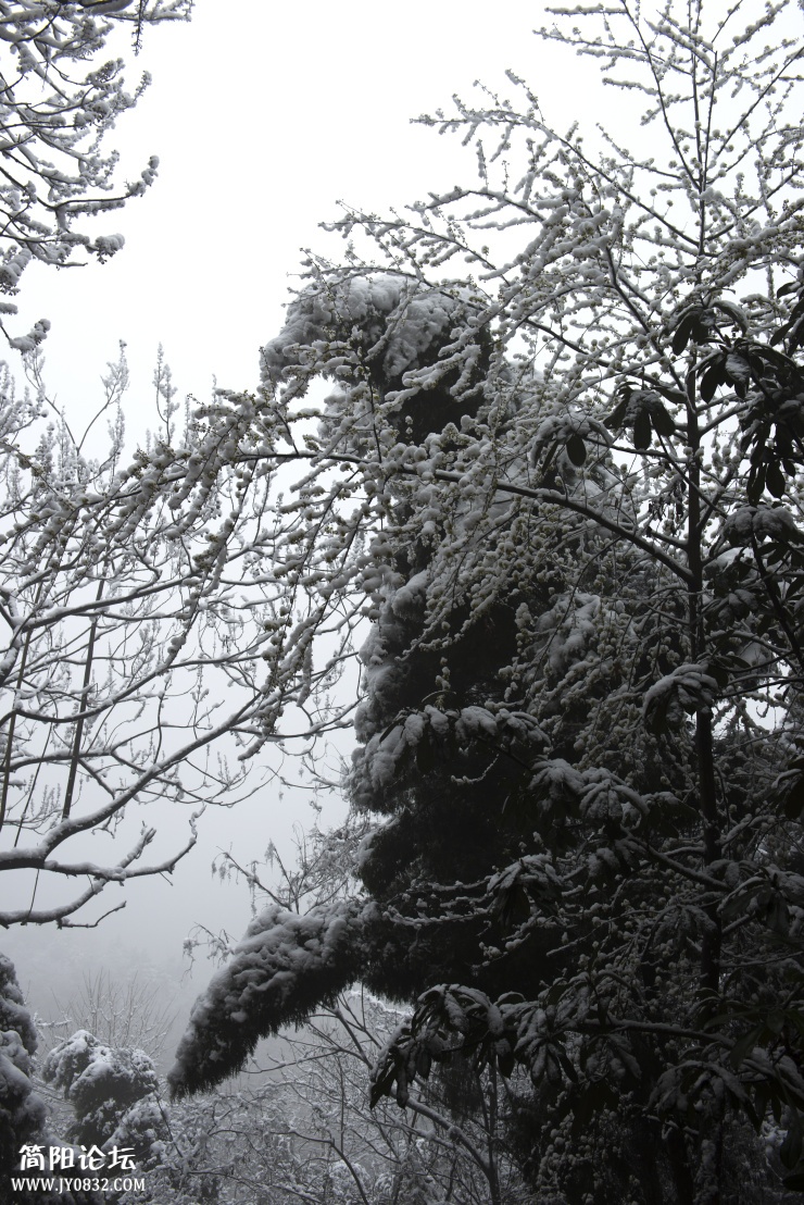 _DSC2995.jpg