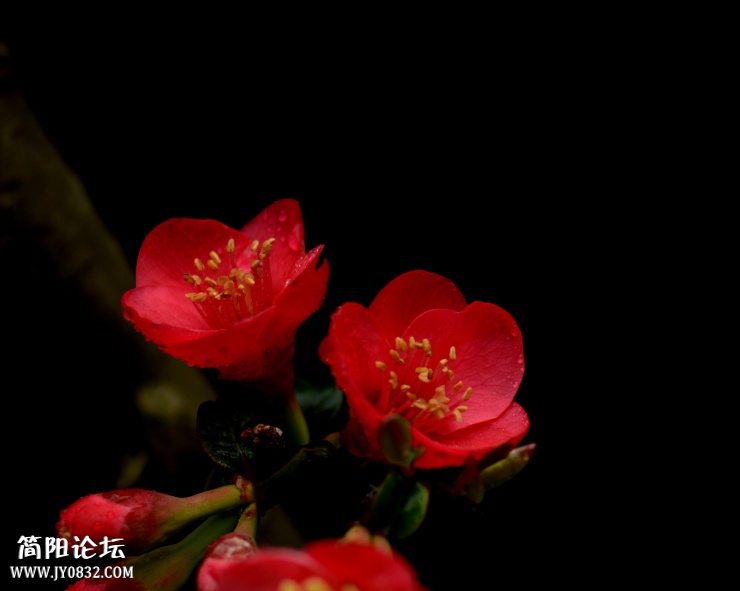 DSC_4430.jpg