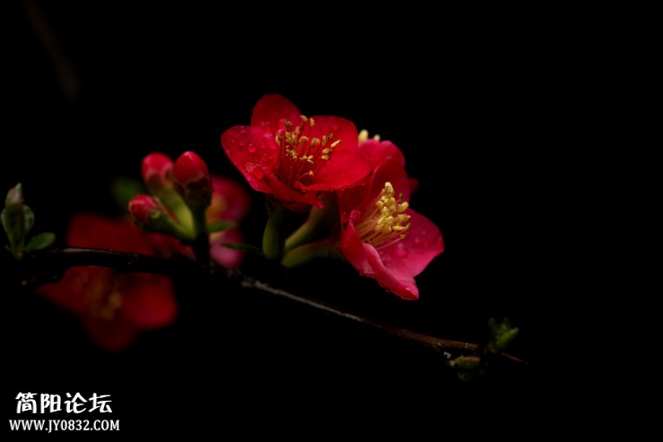 DSC_4433.jpg