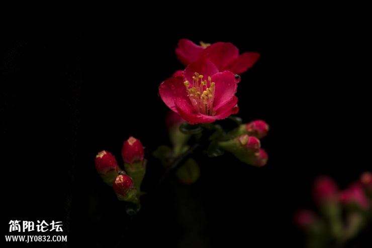 DSC_4456.jpg