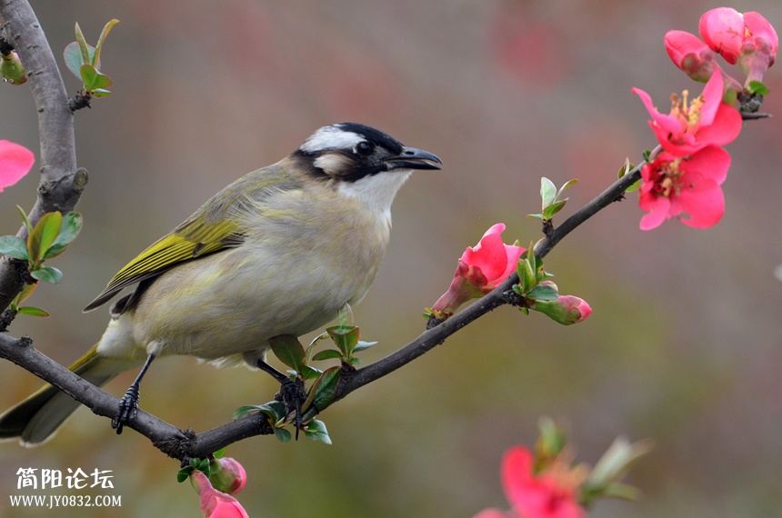 DSC_2719_副本.jpg