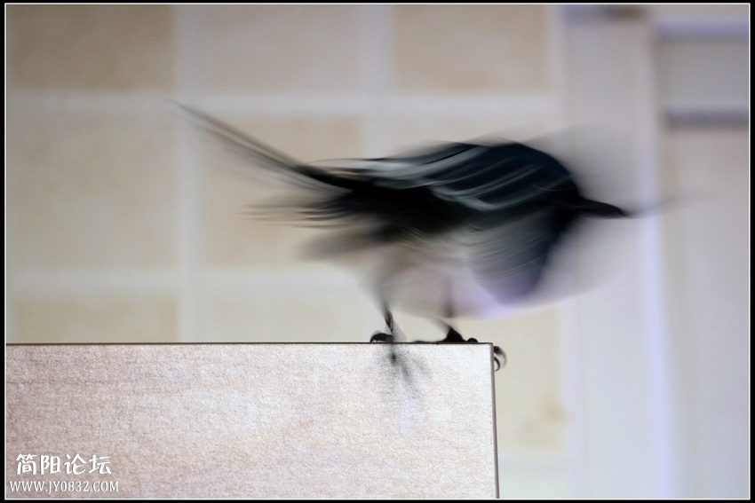 飞4.jpg