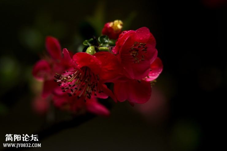 DSC_4542.jpg