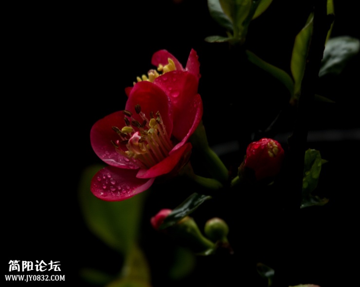 DSC_4529.jpg