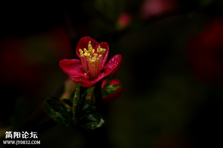 DSC_4550.jpg