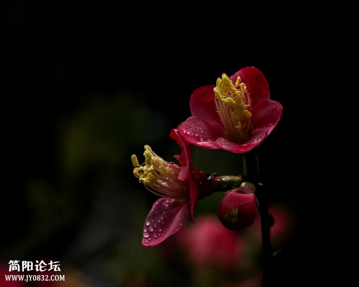 DSC_4553.jpg