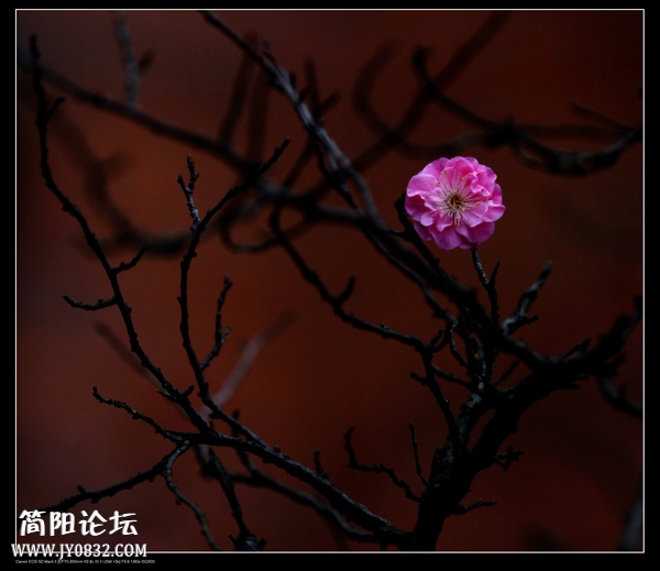 IMG_8164o.jpg