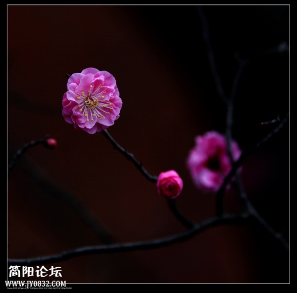 IMG_8179o.jpg
