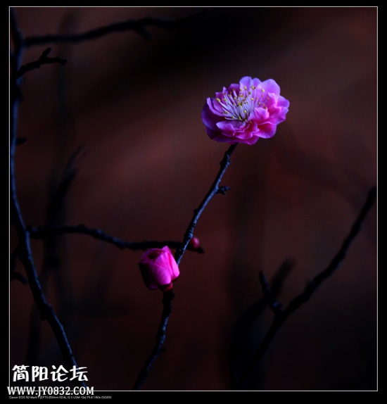 IMG_8183o.jpg