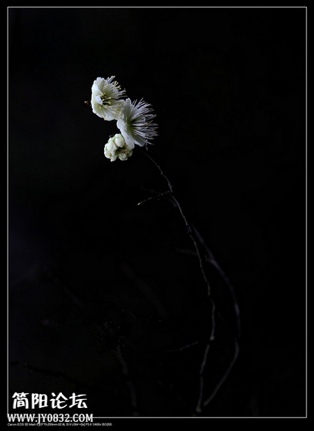 IMG_8453a_副本o.jpg