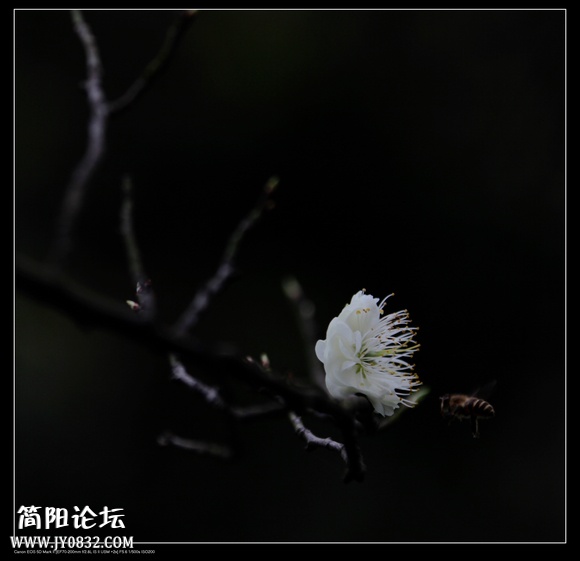 IMG_8522bo.jpg