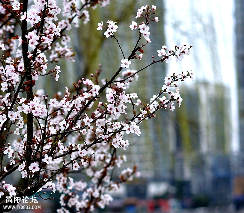 DSC_0121_副本.jpg