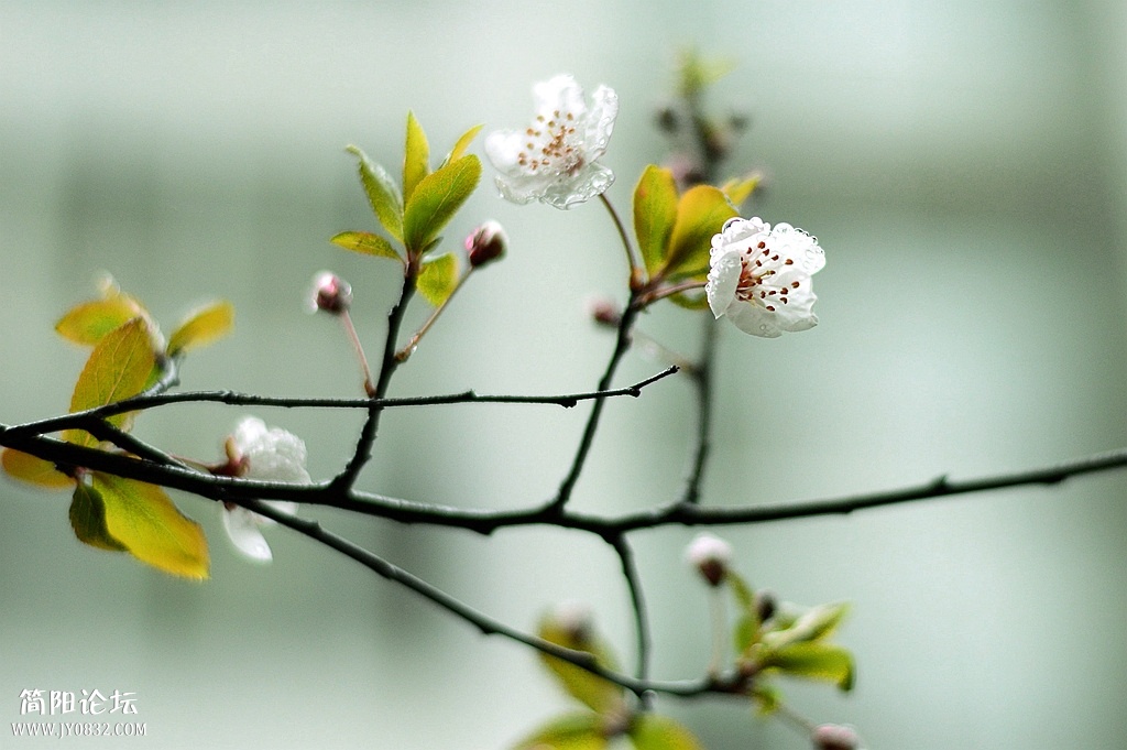 DSC_0037_副本.jpg